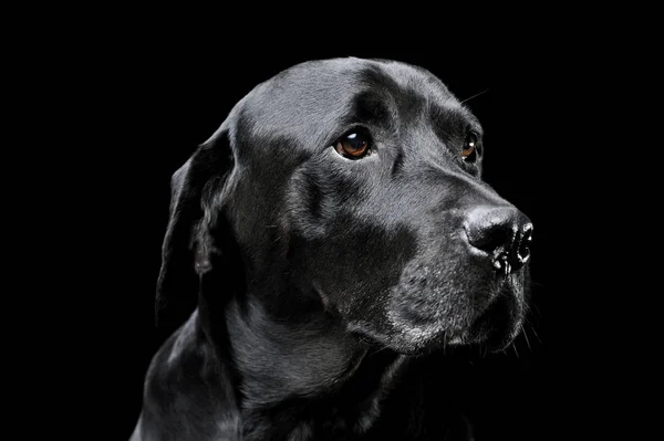 Retrato de un adorable Labrador retriever mirando curiosamente - aislado sobre fondo negro — Foto de Stock