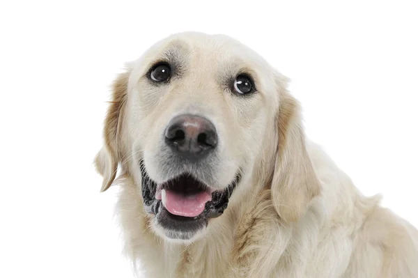 Portrait of an adorable Golden retriever looking satisfied - isolated on white background — Stock Photo, Image