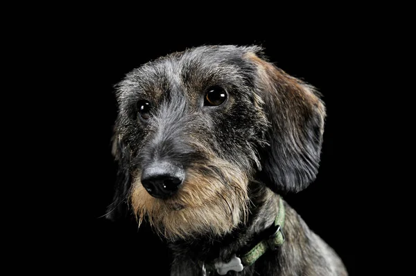 Retrato de um adorável Dachshund com fios olhando curiosamente para a câmera - isolado em fundo preto — Fotografia de Stock