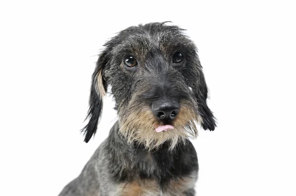 Portrait of an adorable wired haired Dachshund looking curiously at the camera and licking his lips — 图库照片