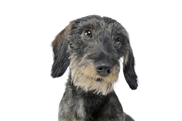 Portrait of an adorable wired haired Dachshund looking curiously at the camera - isolated on white background — Stock fotografie
