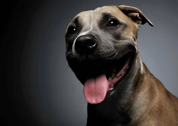 Studio shot of a lovelyStudio shot of a lovely Staffordshire Ter — Stock fotografie