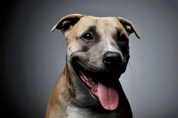 Staffordshire Terrier 'in stüdyo çekimi. — Stok fotoğraf