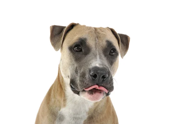 Studio shot of a lovely Staffordshire Terrier — Stock Photo, Image