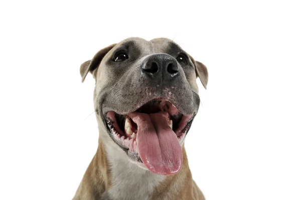 Studio opname van een mooie Staffordshire Terrier — Stockfoto
