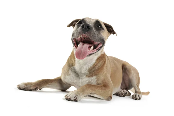 Studio opname van een mooie Staffordshire Terrier — Stockfoto