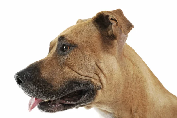 Estúdio tiro de um adorável Staffordshire Terrier — Fotografia de Stock