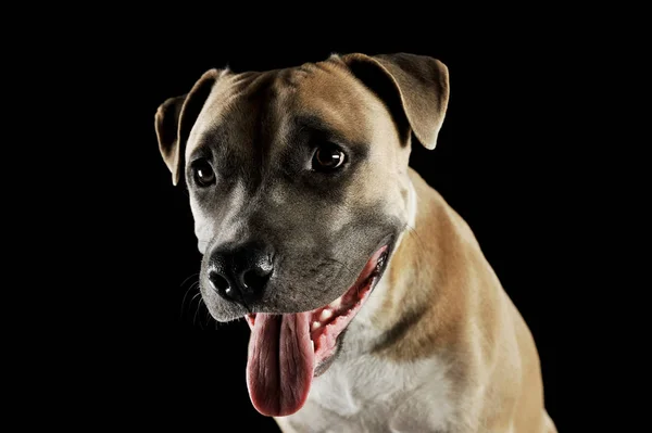 Studio portrait shot of a lovely Staffordshire Terrier — Stock fotografie