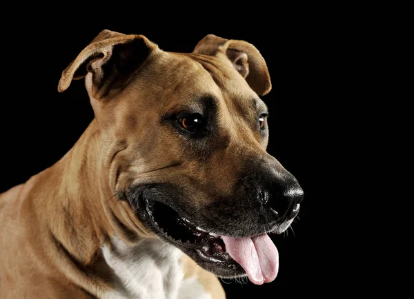 Studio portrait shot of a lovely Staffordshire Terrier — Stock fotografie