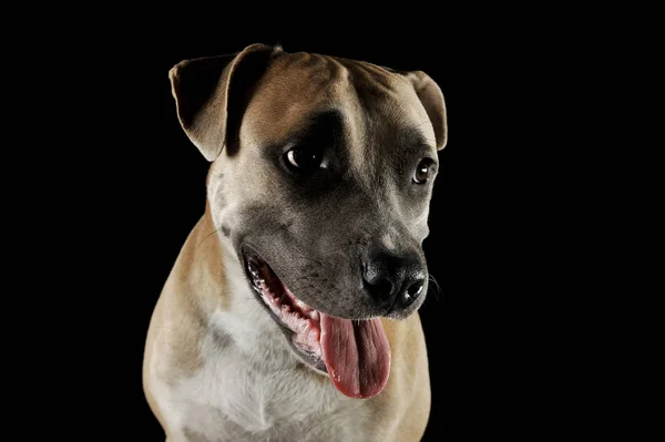 Studio portrait shot of a lovely Staffordshire Terrier — Stock fotografie