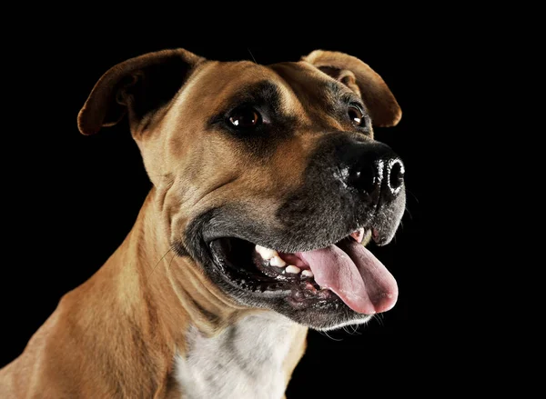 Studio portrait shot of a lovely Staffordshire Terrier — Stok fotoğraf