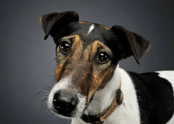 Egy imádnivaló Fox Terrier portréja, aki furcsán néz a kamerába. — Stock Fotó