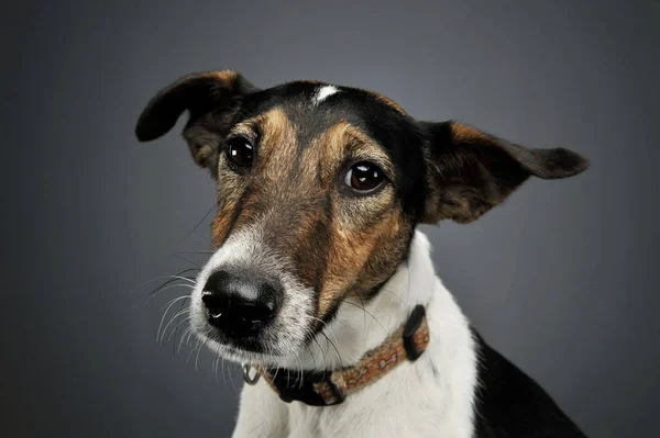 Retrato de um adorável Fox Terrier olhando curiosamente para a câmera — Fotografia de Stock