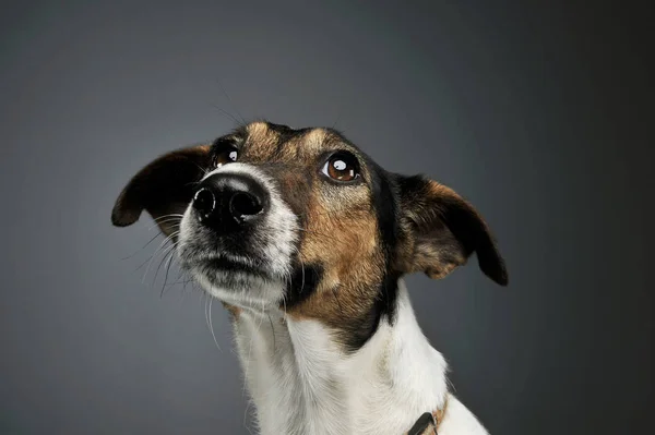 Portrait of an adorable Fox Terrier looking up curiously — Stok fotoğraf