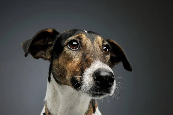 Egy imádnivaló Fox Terrier portréja, aki furcsán néz ki. — Stock Fotó