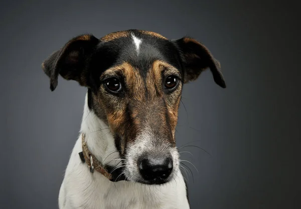 Portrait of an adorable Fox Terrier looking sadly at the camera — Stock Fotó