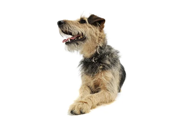 Studio shot of an adorable mixed breed lying and looking satisfied — Φωτογραφία Αρχείου