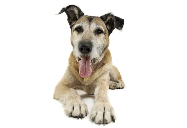 Studio záběr rozkošné smíšené plemeno psa lhaní a vypadá spokojeně — Stock fotografie