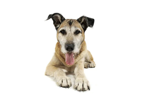 Studio shot van een schattige gemengde ras hond liggen en op zoek tevreden — Stockfoto