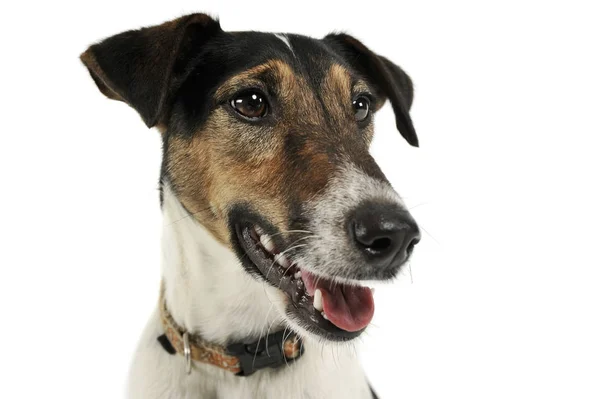 Πορτρέτο ενός αξιολάτρευτου Fox Terrier φαίνεται ικανοποιημένος — Φωτογραφία Αρχείου
