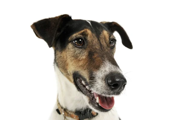 Retrato de um adorável Fox Terrier olhando satisfeito — Fotografia de Stock