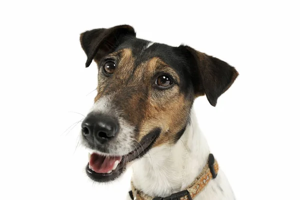 Portrait of an adorable Fox Terrier looking curiously at the camera — Stock Photo, Image