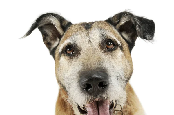 Retrato de un adorable perro mestizo mirando curiosamente a la cámara — Foto de Stock