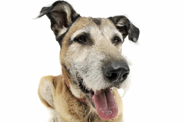 Studio záběr rozkošné smíšené plemeno psa lhaní a vypadá spokojeně — Stock fotografie