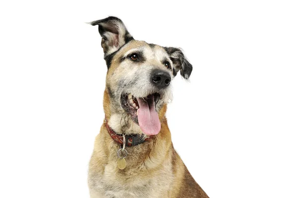 Retrato de un perro de raza mixta adorable buscando satisfecho — Foto de Stock