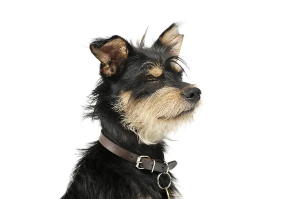 Portrait of an adorable mixed breed with closed eyes — Stock Photo, Image