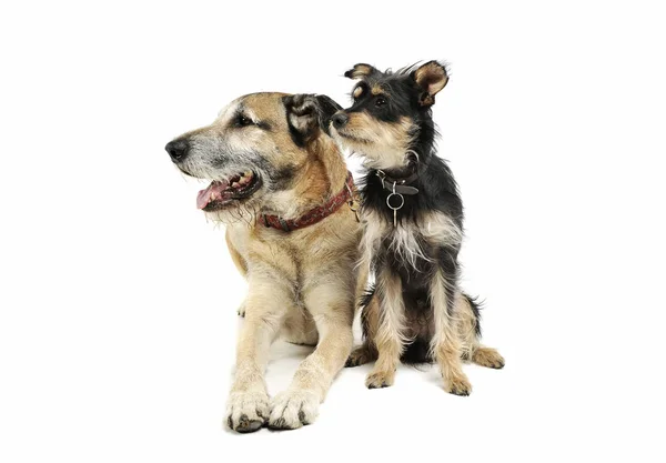 Студийный снимок двух очаровательных собак смешанной породы сидя и с любопытством глядя — стоковое фото