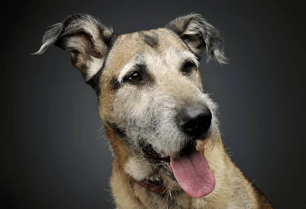 Portrét rozkošného smíšeného plemenného psa, který vypadá spokojeně — Stock fotografie