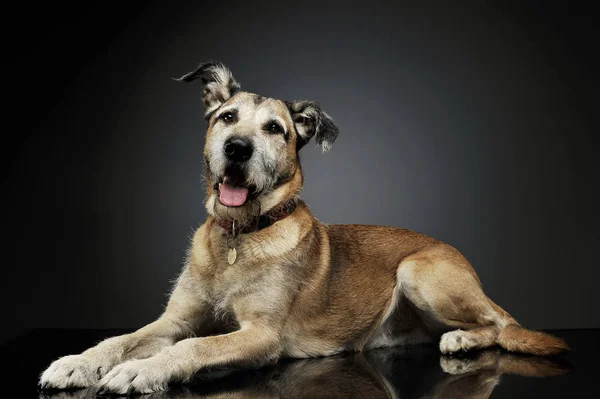 Estúdio tiro de um cão de raça mista adorável deitado e olhando curiosamente para a câmera — Fotografia de Stock