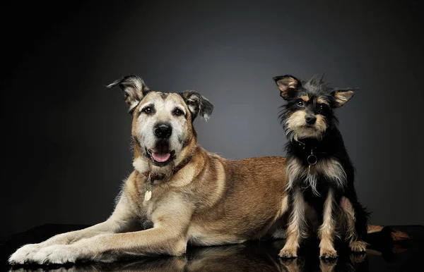 Студийный снимок двух восхитительных собак смешанной породы, с любопытством смотрящих в камеру — стоковое фото