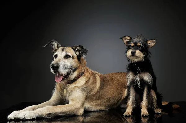 Studio shot των δύο αξιολάτρευτο μικτή φυλή σκυλί που αναζητούν ικανοποιημένοι — Φωτογραφία Αρχείου