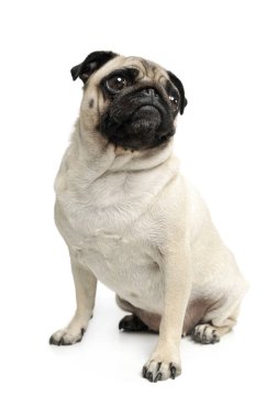Oturup merakla bakan sevimli bir Pug 'ın stüdyo fotoğrafı.