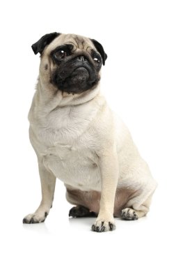 Oturup kameraya bakan sevimli bir Pug 'ın stüdyo görüntüsü.