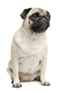 Oturup merakla bakan sevimli bir Pug 'ın stüdyo fotoğrafı.