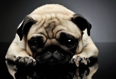 Sevimli bir Pug 'ın atölye çekimi. Yalan söylüyor ve kameraya bakıyor.