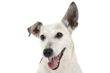 Jack Russell Terrier 'ın sevimli portresi kameraya bakıyor ve mutlu görünüyor.