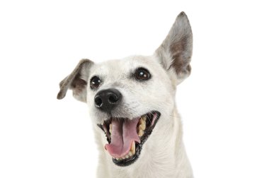 Sevimli Jack Russell Terrier 'ın portresi mutlu görünüyor.