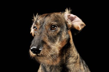 Komik, buruşuk kulaklı, tel örgülü şirin bir Dachshund portresi.