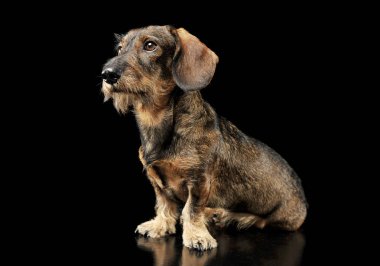Tel örgülü şirin bir Dachshund 'un stüdyo fotoğrafı. Oturup merakla bakıyor.
