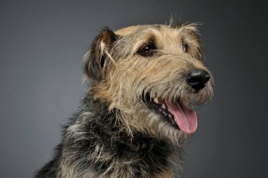 Çok sevimli bir melez köpeğin portresi.