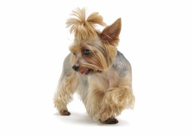 Komik bir at kuyruklu Yorkshire Teriyeri 'nin stüdyo fotoğrafı.