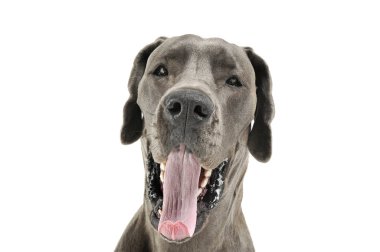 Kameraya tuhaf bir şekilde bakan sevimli bir Alman köpeğinin portresi.