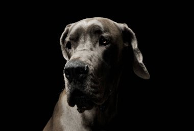 Çok tatlı bir Deutsche Dogge 'nin portresi