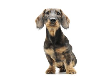 Tel örgülü şirin bir Dachshund 'un stüdyoda oturup kameraya bakarken çekilmiş bir fotoğrafı.