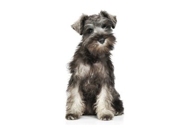 Schnauzer marka şirin bir köpek yavrusunun stüdyoda oturup kameraya bakışıyla.