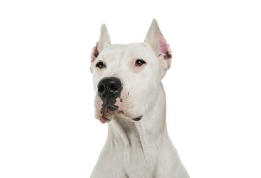 Sevimli bir Dogo Argentino 'nun portresi